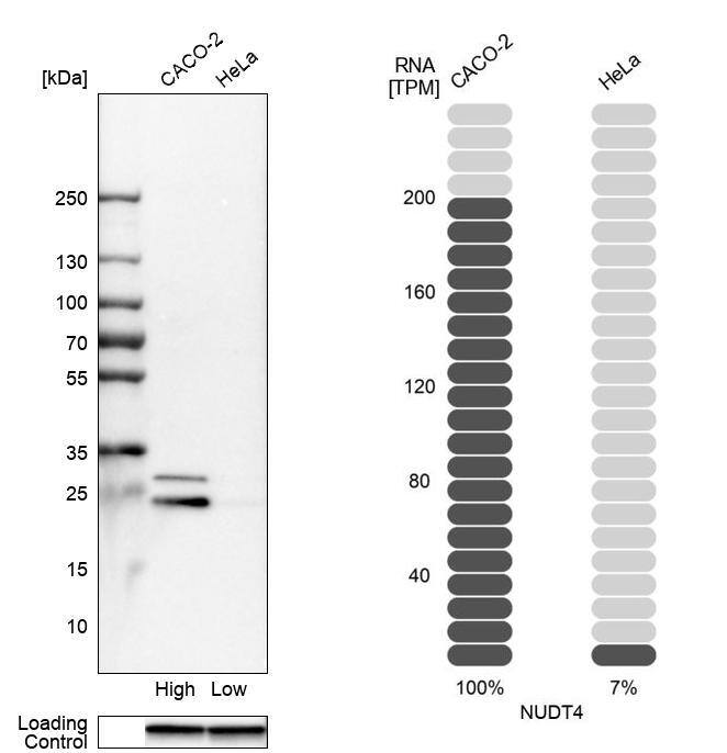 <b>Orthogonal Strategies Validation. </b>Analysis in human cell lines Caco-2 and HeLa using Anti-NUDT4 antibody. Corresponding NUDT4 RNA-seq data are presented for the same cell lines. Loading control: Anti-GAPDH.
