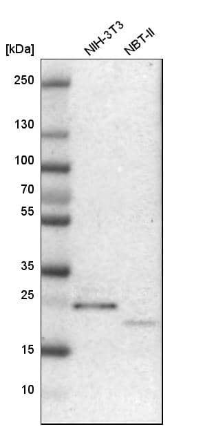 Analysis in mouse cell line NIH-3T3 and rat cell line NBT-II.