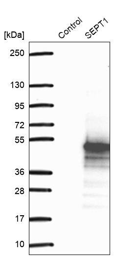 Analysis in control (vector only transfected HEK293T lysate) and LY409449 over-expression lysate (Co-expressed with a C-terminal myc-DDK tag (~3.1 kDa) in mammalian HEK293T cells, LY409449).