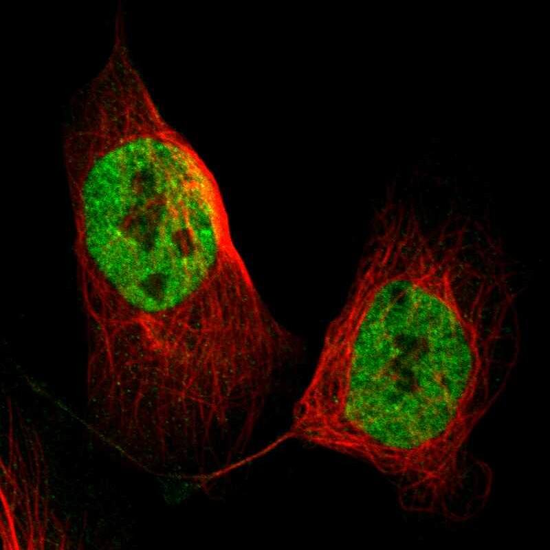 Staining of human cell line U-2 OS shows localization to nucleoplasm.
