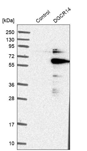 Western Blot DGCR14 Antibody - BSA Free