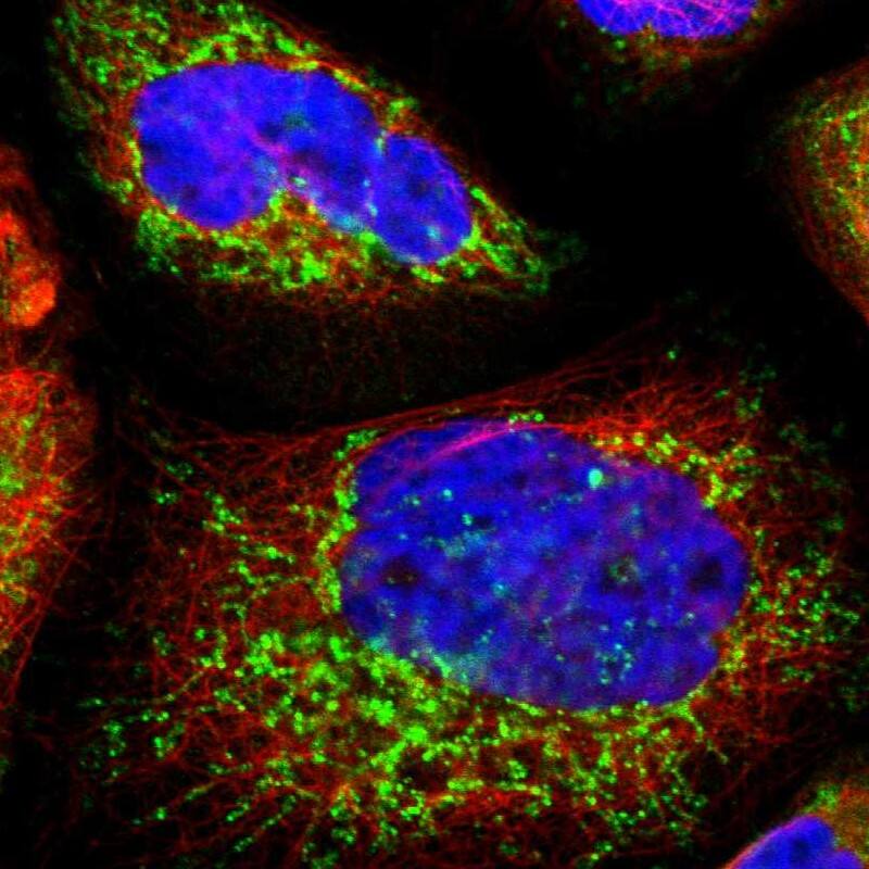 Staining of human cell line A-431 shows localization to mitochondria.