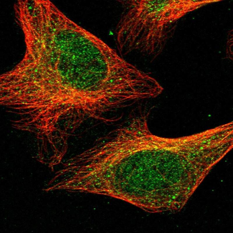Immunocytochemistry/ Immunofluorescence DPH3 Antibody - BSA Free