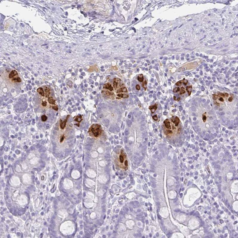 Staining of human small intestine shows strong cytoplasmic positivity in Paneth cells.