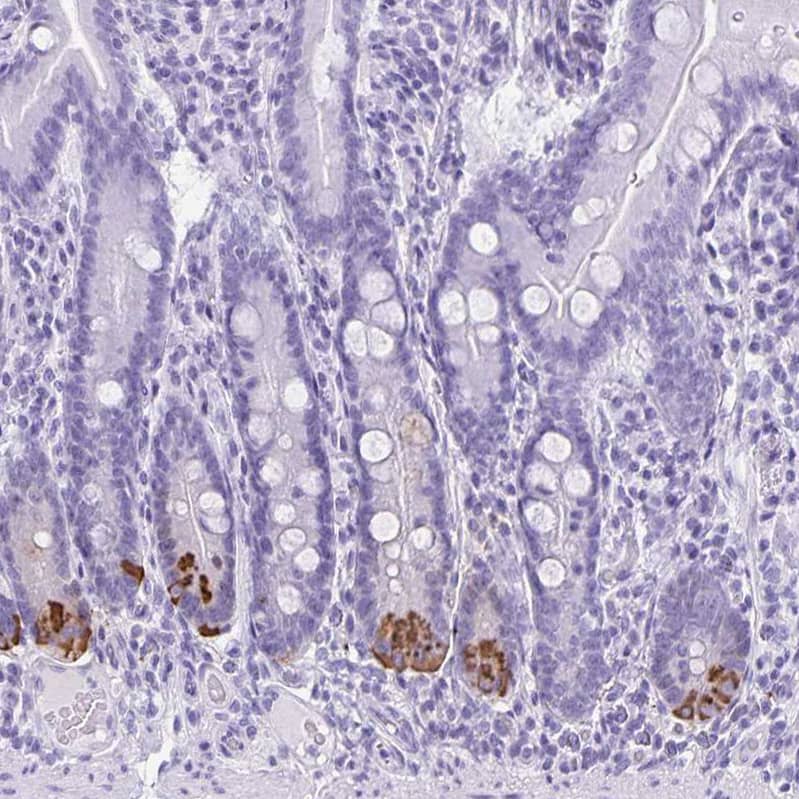 Staining of human small intestine shows strong cytoplasmic positivity in Paneth cells.
