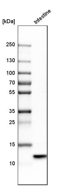 Analysis in human small intestine tissue.