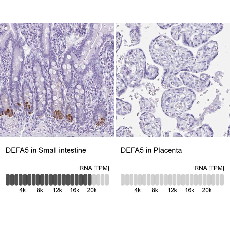 <b>Orthogonal Strategies Validation. </b>Analysis in human small intestine and placenta tissues using HPA015775 antibody. Corresponding DEFA5 RNA-seq data are presented for the same tissues.