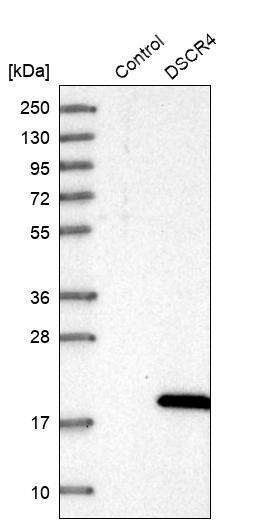 Western Blot DSCR4 Antibody - BSA Free