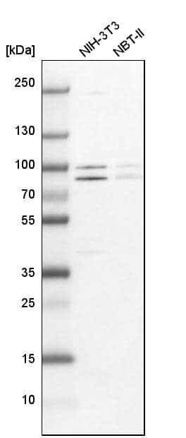 Analysis in mouse cell line NIH-3T3 and rat cell line NBT-II.
