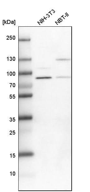 Analysis in mouse cell line NIH-3T3 and rat cell line NBT-II.