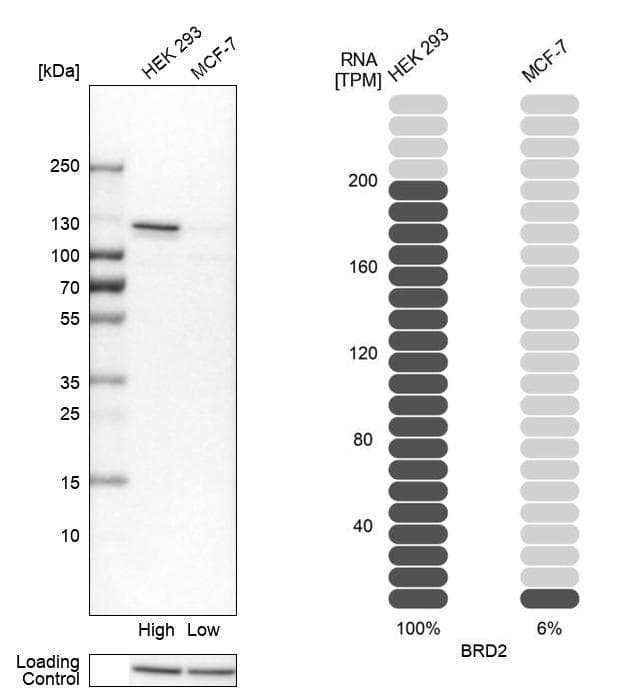 Analysis in human cell lines HEK293 and MCF-7 using Anti-BRD2 antibody. Corresponding BRD2 RNA-seq data are presented for the same cell lines. Loading control: Anti-HSP90B1.