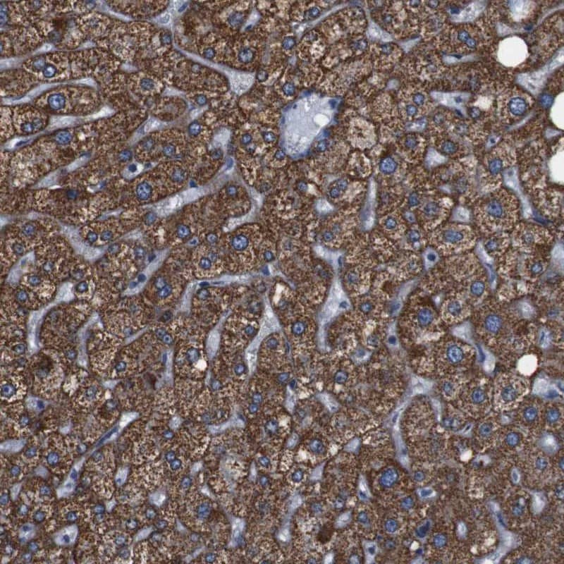 Immunohistochemistry-Paraffin Gamma-Glutamyltransferase 7 Antibody - BSA Free