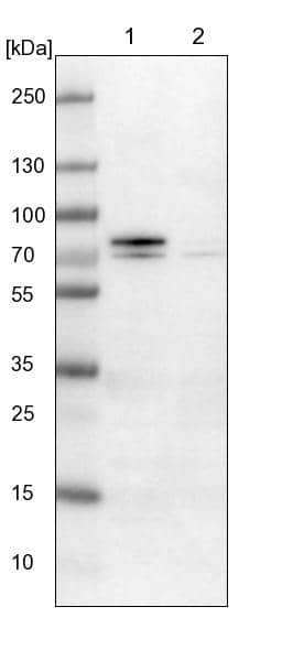 Western Blot Gamma-Glutamyltransferase 7 Antibody - BSA Free