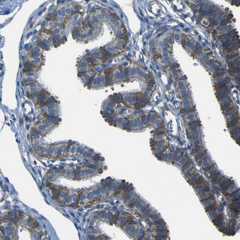 Staining of human fallopian tube shows strong cytoplasmic positivity in glandular cells.