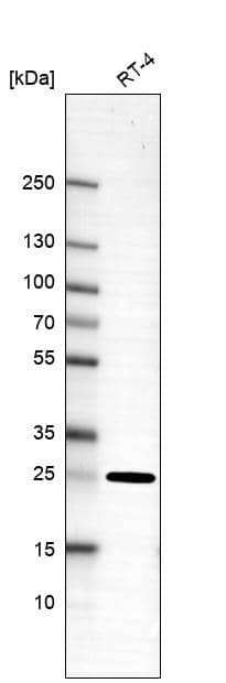 Western Blot Connexin 30.1/GJB5 Antibody - BSA Free