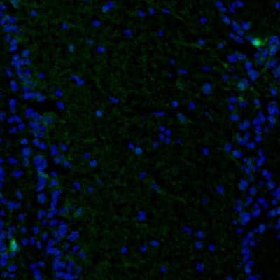 Staining of mouse olfactory bulb shows immunoreactivity in a subset of neurons.