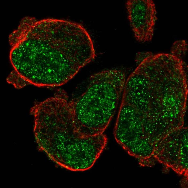 Staining of human cell line PC-3 shows localization to nuclear speckles.