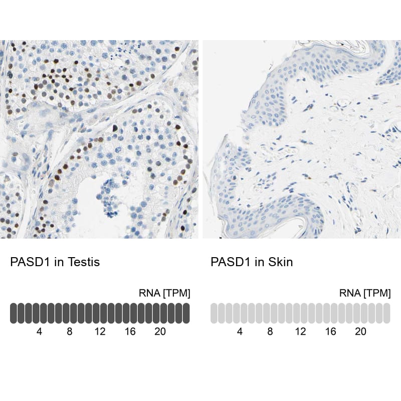 <b>Orthogonal Strategies Validation. </b>Analysis in human testis and skin tissues using HPA011122 antibody. Corresponding PASD1 RNA-seq data are presented for the same tissues.