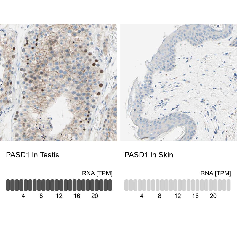 <b>Orthogonal Strategies Validation. </b>Analysis in human testis and skin tissues using HPA011152 antibody. Corresponding PASD1 RNA-seq data are presented for the same tissues.