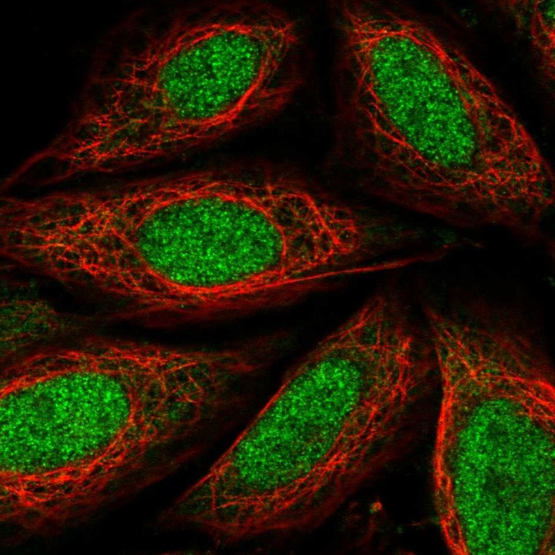 Immunocytochemistry/ Immunofluorescence TAF7L Antibody - BSA Free
