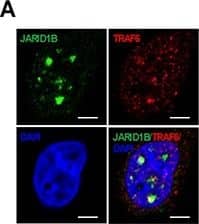 SKP2 regulates the ubiquitination of JARID1B through TRAF6(A) Immunofluorescence images show a co-localization of endogenous JARID1B and TRAF6 in PC3 cells. Scale bars represent 10 μm. (B) and (C) Co-immunoprecipitation analysis shows that endogenous TRAF6 physically interacts with JARID1B in PC3 cells, as shown by reciprocal co-immunoprecipitation between the two proteins (Also see Supplementary Figure S5). (D)In vivo ubiquitination assay shows that TRAF6 increases K63-linked ubiquitination of JARID1B and SKP2 inhibits TRAF6-mediated JARID1B ubiquitination. Cells were transfected with Flag-JARID1B, HA-Ub-K63-only, Myc-TRAF6 and Myc-SKP2 constructs as indicated. WCL indicates the whole cell lysates. (E) TRAF6 mediates JARID1B ubiquitination through lysine residue 242. HEK293T cells were transfected with Flag-JARID1B WT or Flag-JARID1B-K242R, HA-Ub-K63-only, Myc-TRAF6 and Myc-SKP2 plasmids as indicated. In vivo ubiquitination assay was performed in a standard procedure. WCL indicates the whole cell lysates. Image collected and cropped by CiteAb from the following open publication (//pubmed.ncbi.nlm.nih.gov/25596733), licensed under a CC-BY license. Not internally tested by Novus Biologicals.