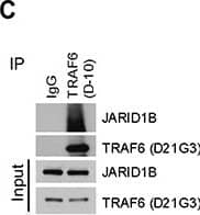 SKP2 regulates the ubiquitination of JARID1B through TRAF6(A) Immunofluorescence images show a co-localization of endogenous JARID1B and TRAF6 in PC3 cells. Scale bars represent 10 μm. (B) and (C) Co-immunoprecipitation analysis shows that endogenous TRAF6 physically interacts with JARID1B in PC3 cells, as shown by reciprocal co-immunoprecipitation between the two proteins (Also see Supplementary Figure S5). (D)In vivo ubiquitination assay shows that TRAF6 increases K63-linked ubiquitination of JARID1B and SKP2 inhibits TRAF6-mediated JARID1B ubiquitination. Cells were transfected with Flag-JARID1B, HA-Ub-K63-only, Myc-TRAF6 and Myc-SKP2 constructs as indicated. WCL indicates the whole cell lysates. (E) TRAF6 mediates JARID1B ubiquitination through lysine residue 242. HEK293T cells were transfected with Flag-JARID1B WT or Flag-JARID1B-K242R, HA-Ub-K63-only, Myc-TRAF6 and Myc-SKP2 plasmids as indicated. In vivo ubiquitination assay was performed in a standard procedure. WCL indicates the whole cell lysates. Image collected and cropped by CiteAb from the following open publication (//pubmed.ncbi.nlm.nih.gov/25596733), licensed under a CC-BY license. Not internally tested by Novus Biologicals.