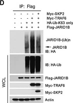 SKP2 regulates the ubiquitination of JARID1B through TRAF6(A) Immunofluorescence images show a co-localization of endogenous JARID1B and TRAF6 in PC3 cells. Scale bars represent 10 μm. (B) and (C) Co-immunoprecipitation analysis shows that endogenous TRAF6 physically interacts with JARID1B in PC3 cells, as shown by reciprocal co-immunoprecipitation between the two proteins (Also see Supplementary Figure S5). (D)In vivo ubiquitination assay shows that TRAF6 increases K63-linked ubiquitination of JARID1B and SKP2 inhibits TRAF6-mediated JARID1B ubiquitination. Cells were transfected with Flag-JARID1B, HA-Ub-K63-only, Myc-TRAF6 and Myc-SKP2 constructs as indicated. WCL indicates the whole cell lysates. (E) TRAF6 mediates JARID1B ubiquitination through lysine residue 242. HEK293T cells were transfected with Flag-JARID1B WT or Flag-JARID1B-K242R, HA-Ub-K63-only, Myc-TRAF6 and Myc-SKP2 plasmids as indicated. In vivo ubiquitination assay was performed in a standard procedure. WCL indicates the whole cell lysates. Image collected and cropped by CiteAb from the following open publication (//pubmed.ncbi.nlm.nih.gov/25596733), licensed under a CC-BY license. Not internally tested by Novus Biologicals.