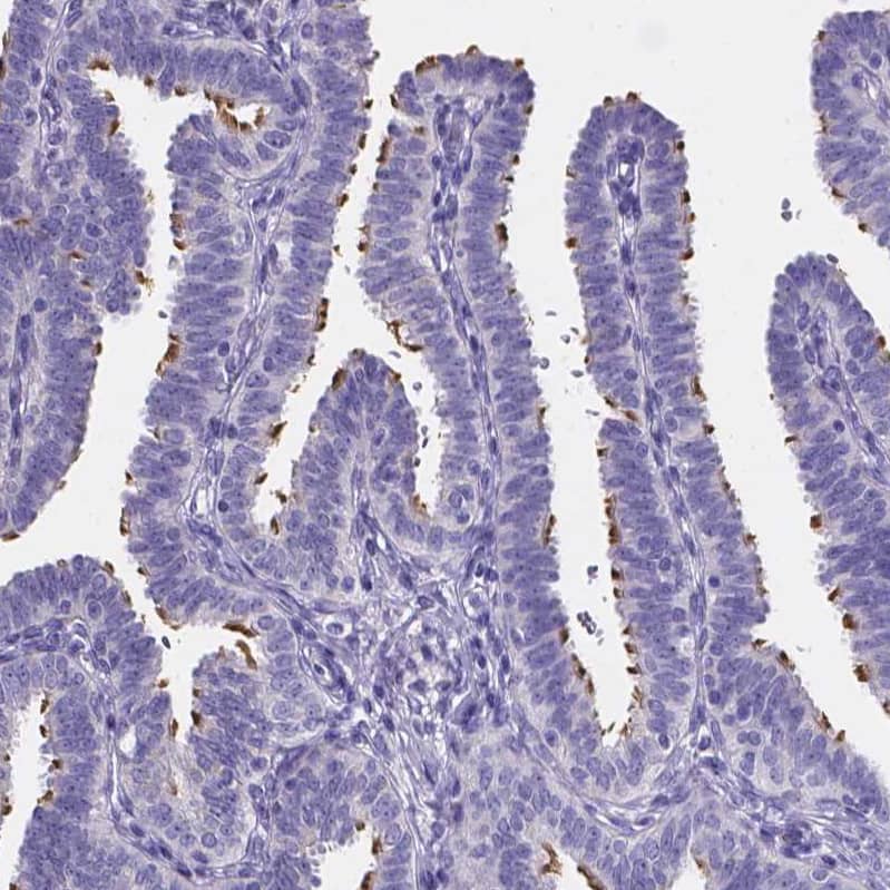 Staining of human fallopian tube shows strong cytoplasmic positivity in cilia in glandular cells.