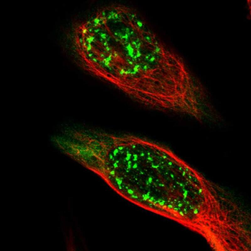 Staining of human cell line U-2 OS shows localization to nuclear speckles & cytosol.