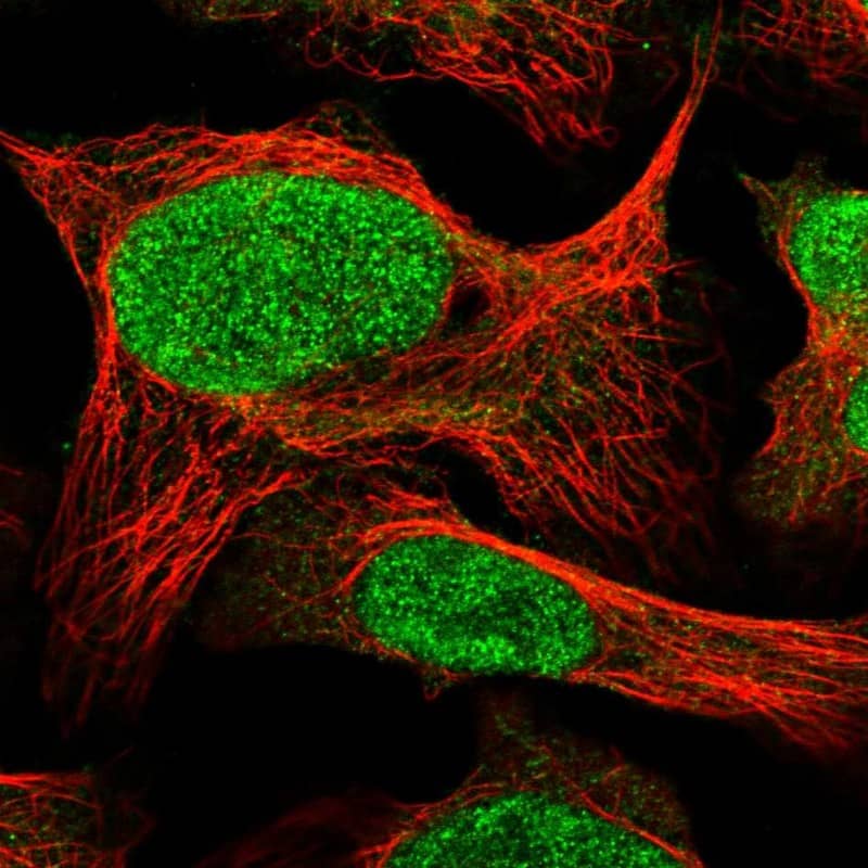 Staining of human cell line U-2 OS shows localization to nucleoplasm.