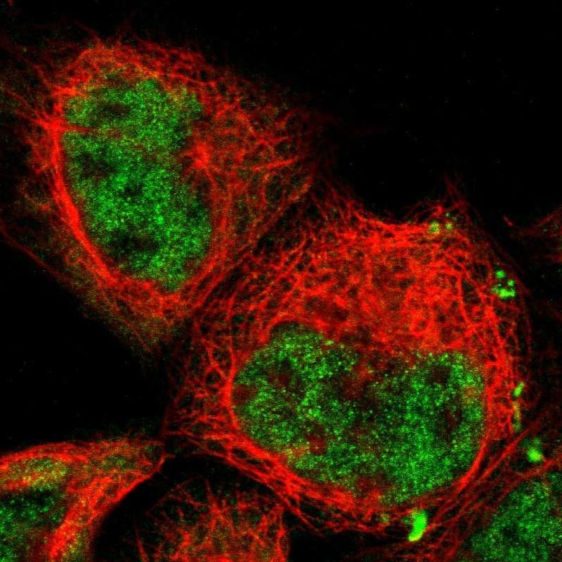Staining of human cell line A-431 shows localization to nucleoplasm.