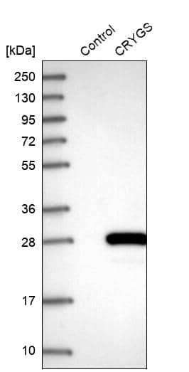 Analysis in control (vector only transfected HEK293T lysate) and CRYGS over-expression lysate (Co-expressed with a C-terminal myc-DDK tag (~3.1 kDa) in mammalian HEK293T cells, LY413729).