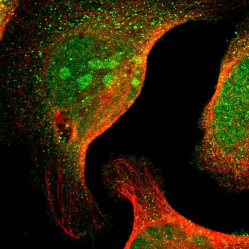 Staining of human cell line U-2 OS shows localization to nucleus, nucleoli & cytosol.