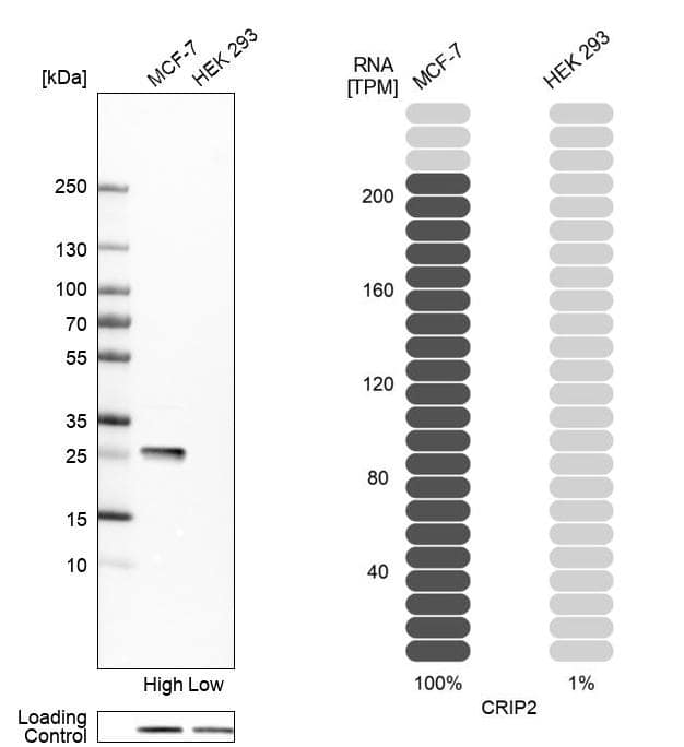 Analysis in human cell line MCF-7 and human cell line HEK 293.