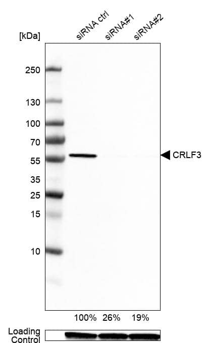<b>Genetic Strategies Validation. </b>Analysis in U2OS cells transfected with control siRNA, target specific siRNA probe #1 and #2, using Anti-CRLF3 antibody. Remaining relative intensity is presented. Loading control: Anti-GAPDH.