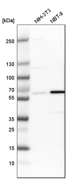 Analysis in mouse cell line NIH-3T3 and rat cell line NBT-II.
