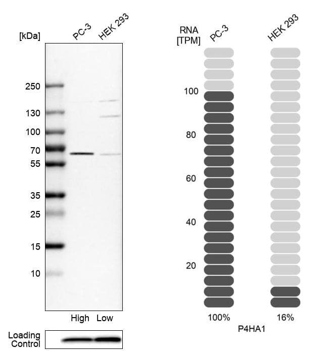 <b>Orthogonal Strategies Validation. </b>Analysis in human cell lines PC-3 and HEK293 using Anti-P4HA1 antibody. Corresponding P4HA1 RNA-seq data are presented for the same cell lines. Loading control: Anti-PFN1.