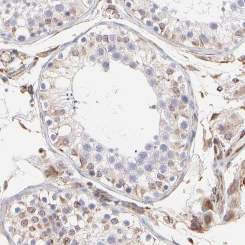 Staining of human testis shows moderate cytoplasmic positivity in cells in seminiferous ducts and Leydig cells.