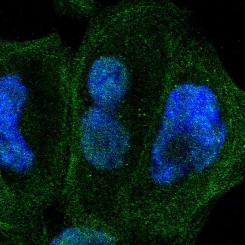 Immunocytochemistry/ Immunofluorescence ZNF74 Antibody - BSA Free