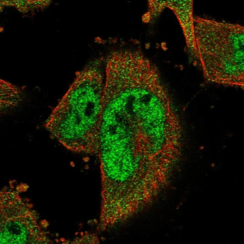 Staining of human cell line U-251 MG shows localization to nucleoplasm & cytosol.