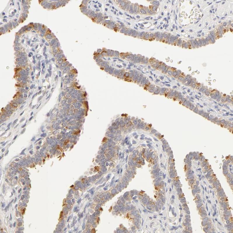Staining of human fallopian tube shows strong positivity in cilia in glandular cells.