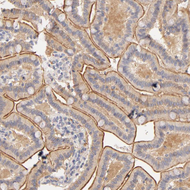 Staining of human duodenum shows moderate positivity in apical membrane in glandular cells.