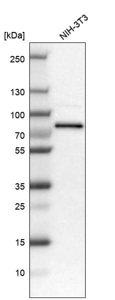 Analysis in mouse cell line NIH-3T3.