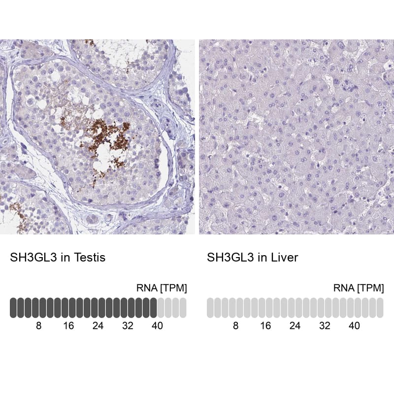 <b>Orthogonal Strategies Validation. </b>Analysis in human testis and liver tissues using HPA039381 antibody. Corresponding SH3GL3 RNA-seq data are presented for the same tissues.