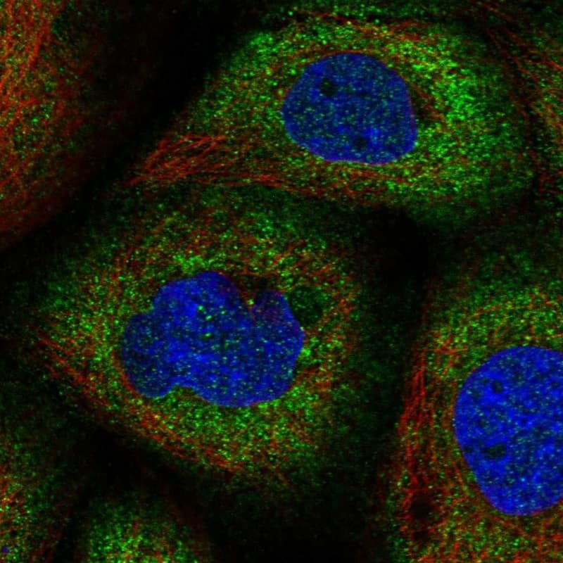 Immunocytochemistry/ Immunofluorescence CNKSR1 Antibody - BSA Free