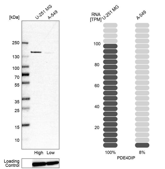 Western Blot Myomegalin Antibody - BSA Free