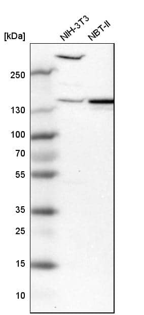Western Blot Myomegalin Antibody - BSA Free