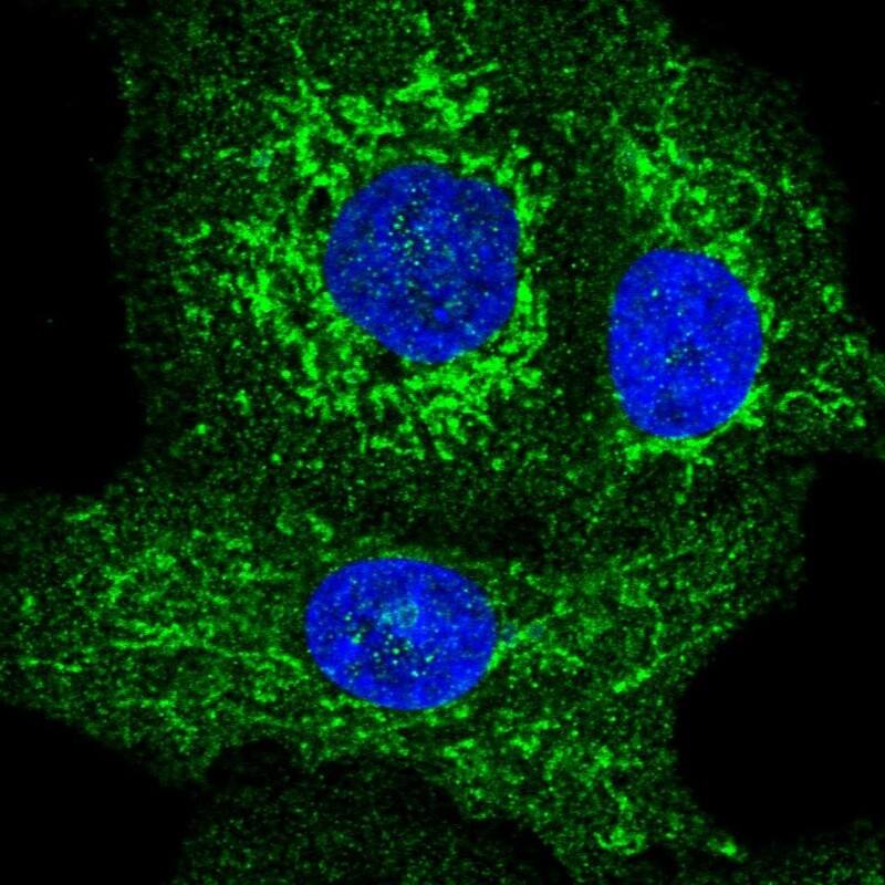 Staining of human cell line A549 shows localization to cytosol & mitochondria.