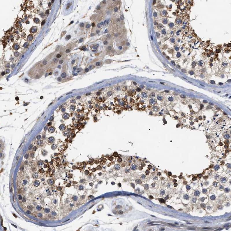 Immunohistochemistry-Paraffin CD300a/LMIR1 Antibody - BSA Free