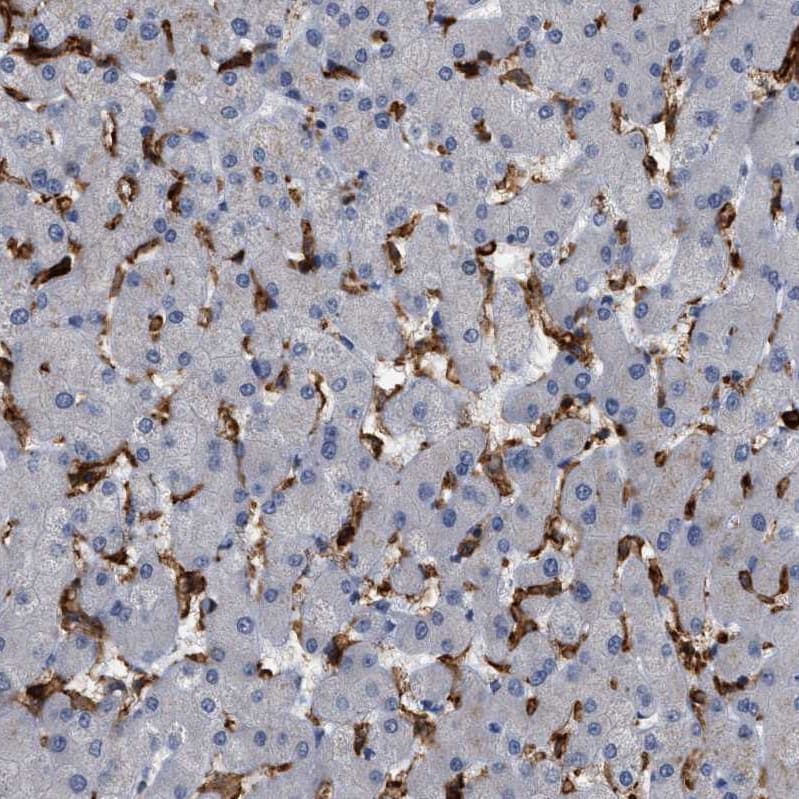 Immunohistochemistry-Paraffin CD300a/LMIR1 Antibody - BSA Free